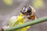 Eristalis tenax