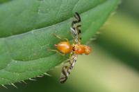 Acidia cognata