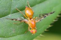 Acidia cognata