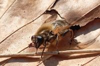 Brachypalpus valgus