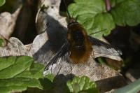 Bombylius major