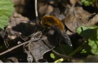 Bombylius major