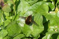 Bombylius discolor