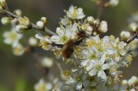 Bombylius major