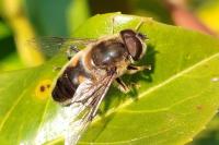 Eristalis pertinax