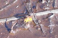 Scathophaga stercoraria