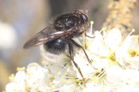 Criorhina ranunculi