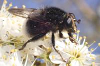 Criorhina ranunculi