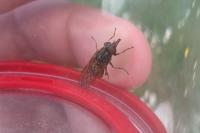 Rhingia