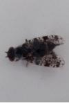 Callopistromyia annulipes