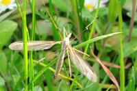 Tipula oleracea