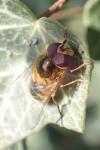 Epistrophe eligans