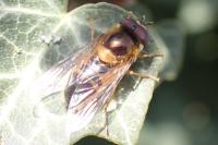 Epistrophe eligans