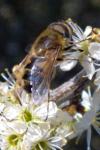Eristalis similis
