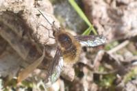 Bombylius major