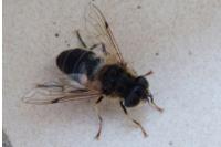 Eristalis pertinax