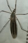 Tipula oleracea