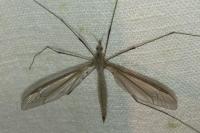 Tipula oleracea
