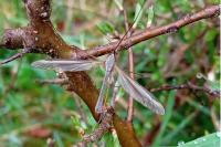 Tipula