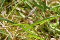 Tipula paludosa
