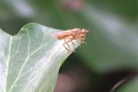 Scathophaga