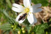 Syritta pipiens