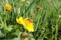 Eristalis nemorum