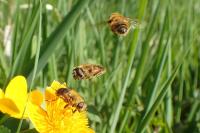 Eristalis nemorum
