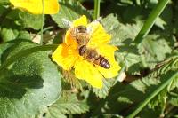 Eristalis nemorum