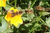 Eristalis nemorum
