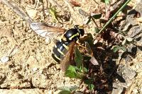 Philhelius citrofasciatus