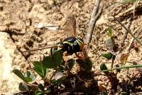 Philhelius citrofasciatus