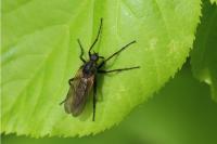Empis tessellata
