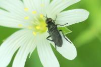 Actina chalybea