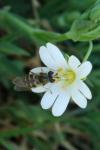 Eupeodes corollae