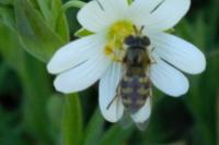 Eupeodes corollae