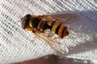 Epistrophe melanostoma