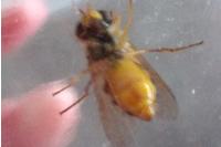 Epistrophe melanostoma