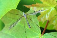 Tipula lateralis