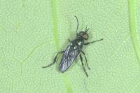 Actina chalybea