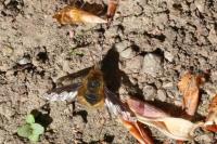 Bombylius major