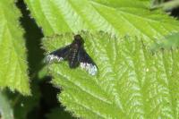 Hemipenthes morio