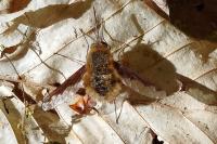 Bombylius major