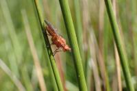 Tetanocera