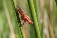 Tetanocera