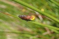 Tetanocera