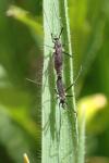 Molophilus ater