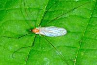 Antocha vitripennis
