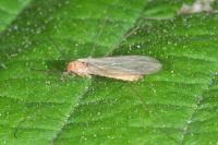 Antocha vitripennis
