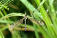 Tipula luna